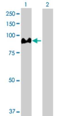 Western Blot: Aconitase 1 Antibody [H00000048-D01P] - Analysis of ACO1 expression in transfected 293T cell line by ACO1 polyclonal antibody.Lane 1: ACO1 transfected lysate(98.40 KDa).Lane 2: Non-transfected lysate.