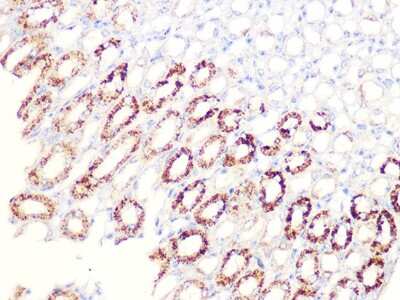 Immunohistochemistry-Paraffin: Aconitase 2 Antibody (0P3H3) [NBP3-16426] - Immunohistochemistry of paraffin-embedded mouse kidney using Aconitase 2 (ACO2) Rabbit mAb (NBP3-16426) at dilution of 1:100 (40x lens).Perform microwave antigen retrieval with 10 mM PBS buffer pH 7.2 before commencing with IHC staining protocol.