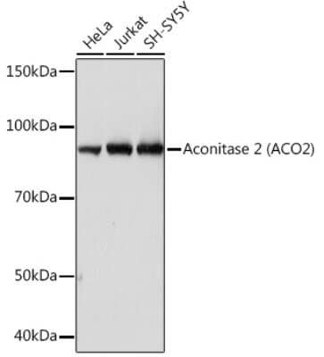 Western Blot: Aconitase 2 Antibody (0P3H3) [NBP3-16426] - Western blot analysis of extracts of various cell lines, using Aconitase 2 (ACO2) Rabbit mAb (NBP3-16426) at 1:1000 dilution. Secondary antibody: HRP Goat Anti-Rabbit IgG (H+L) at 1:10000 dilution. Lysates/proteins: 25ug per lane. Blocking buffer: 3% nonfat dry milk in TBST. Detection: ECL Basic Kit. Exposure time: 10s.