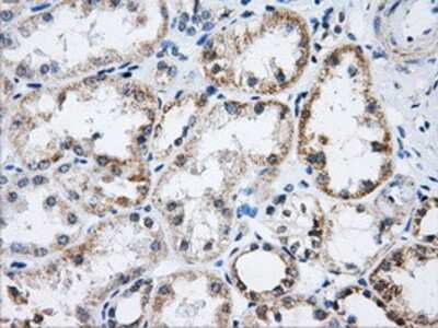 Immunohistochemistry-Paraffin: Aconitase 2 Antibody (3G8) [NBP2-02241] - Staining of paraffin-embedded Kidney tissue using anti-Aconitase 2 mouse monoclonal antibody.