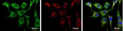 Immunocytochemistry/Immunofluorescence: Aconitase 2 Antibody [NBP2-15245] -  HeLa cells were fixed in 2% paraformaldehyde/culture medium at 37oC for 30 min. Green: Aconitase 2 protein stained by Aconitase 2 antibody [N1N3]  diluted at 1:1000. Red: MitoTrackerR Red CMXRos, a mitochondria tracker. Blue: Hoechst 33342 staining.Scale bar = 10um