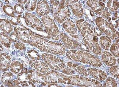 Immunohistochemistry-Paraffin: Aconitase 2 Antibody [NBP2-15245] - Paraffin-embedded mouse kidney. Aconitase 2 antibody [N1N3] dilution: 1:500.