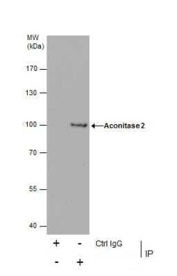 Immunoprecipitation: Aconitase 2 Antibody [NBP2-15245] - Immunoprecipitation of Aconitase 2 protein from HeLa whole cell extracts using 5 ug of Aconitase 2 antibody [N1N3] . Western blot analysis was performed using Aconitase 2 antibody [N1N3] .EasyBlot anti-Rabbit IgG  was used as a secondary reagent