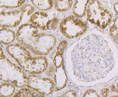 Immunohistochemistry-Paraffin: Aconitase 2 Antibody (JE40-83) [NBP2-75394] - Analysis of paraffin-embedded human kidney tissue using anti-Aconitase 2 antibody. Counter stained with hematoxylin.