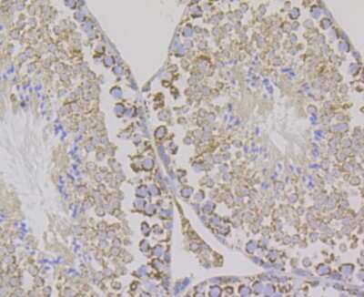 Immunohistochemistry-Paraffin: Aconitase 2 Antibody (JE40-83) [NBP2-75394] - Analysis of paraffin-embedded mouse testis tissue using anti-Aconitase 2 antibody. Counter stained with hematoxylin.
