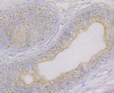 Immunohistochemistry-Paraffin: Aconitase 2 Antibody (JE40-83) [NBP2-75394] - Analysis of paraffin-embedded rat epididymis tissue using anti-Aconitase 2 antibody. Counter stained with hematoxylin.