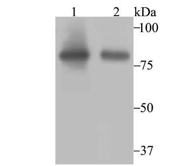 Western Blot: Aconitase 2 Antibody (JE40-83) [NBP2-75394] - Analysis of Aconitase 2 on SiHa (1) and HL-60 (2) cell lysate using anti-Aconitase 2 antibody at 1/2,000 dilution.