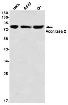 Western Blot: Aconitase 2 Antibody (S07-7A1) [NBP3-19829] - Western blot detection of Aconitase 2 in Hela, A549, C6 using NBP3-19829 (1:1000 diluted)