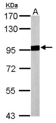 Western Blot: Aconitase 2 Antibody [NBP2-15245] - Sample (20 ug of whole cell lysate) A: mouse brain 7.5% SDS PAGE; antibody diluted at 1:10000.