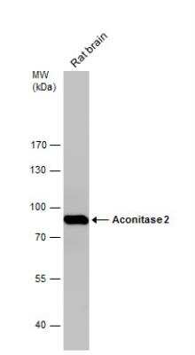 Western Blot: Aconitase 2 Antibody [NBP2-15245] - Rat tissue extract (50 ug) was separated by 7.5% SDS-PAGE, and the membrane was blotted with Aconitase 2 antibody [N1N3] diluted at 1:10000.