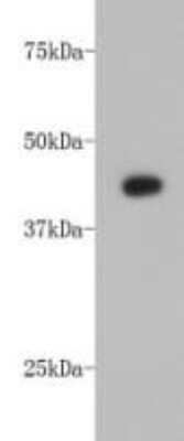 Western Blot: Actin Alpha 1 Cardiac Muscle Antibody (33-32) [NBP2-67114] - Analysis on mouse heart lysate using anti-Alpha-cardiac actin Mouse mAb.