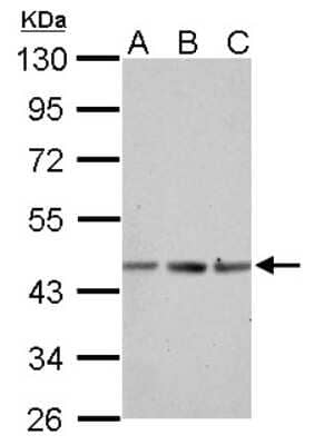 Western Blot: Actin Antibody [NBP2-15256] - Sample (30 ug of whole cell lysate) A: NIH-3T3 B: JC C: BCL-1 10% SDS PAGE; antibody diluted at 1:1000.