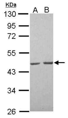 Western Blot: Actin Antibody [NBP2-15256] -  Sample (30 ug of whole cell lysate) A: A549 B: HeLa 10% SDS PAGE; antibody diluted at 1:1000.