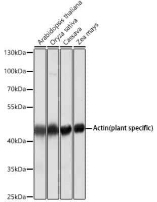 Western Blot: Actin Antibody (9Y9L6) [NBP3-16885] - Western blot analysis of extracts of various cell lines, using Actin antibody (NBP3-16885) at 1:5000 dilution. Secondary antibody: HRP Goat Anti-Mouse IgG (H+L) at 1:10000 dilution. Lysates/proteins: 25ug per lane. Blocking buffer: 3% nonfat dry milk in TBST. Detection: ECL Basic Kit. Exposure time: 30s.