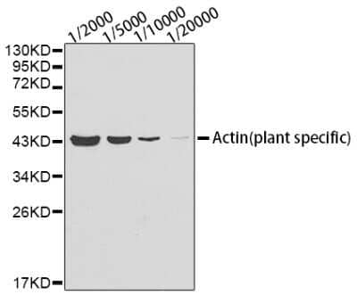 Western Blot: Actin Antibody (9Y9L6) [NBP3-16885] - Western blot analysis of lysates from Arabidopsis thaliana tissue using Actin antibody (NBP3-16885). Secondary antibody: HRP Goat Anti-Mouse IgG (H+L) at 1:10000 dilution. Lysates/proteins: 25ug per lane. Blocking buffer: 3% nonfat dry milk in TBST.