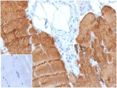 Immunohistochemistry-Paraffin: Actin Antibody (ACTA1/360) [NBP3-13759] - Formalin-fixed, paraffin-embedded human skeletal muscle stained with Actin antibody (ACTA1/360). Inset: PBS instead of primary antibody; secondary only negative control.