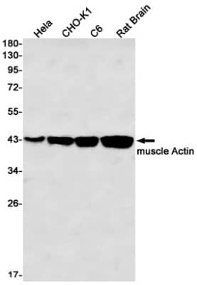 Western Blot: Actin Antibody (S05-4F6) [NBP3-19993] - Western blot detection of Actin in Hela, CHO-K1, C6, Rat Brain lysates using NBP3-19993 (1:1000 diluted). Predicted band size: 42kDa. Observed band size: 42kDa.