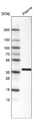 Western Blot: Activin C/Inhibin beta C Antibody (CL6915) [NBP2-76513] - Analysis in human plasma.