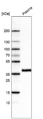 Western Blot: Activin C/Inhibin beta C Antibody (CL6916) [NBP2-76514] - Analysis in human plasma.