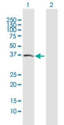 Western Blot: Activin RIIB Antibody [H00000093-B01P] - Analysis of ACVR2B expression in transfected 293T cell line by ACVR2B polyclonal antibody.  Lane 1: ACVR2B transfected lysate(34.20 KDa). Lane 2: Non-transfected lysate.