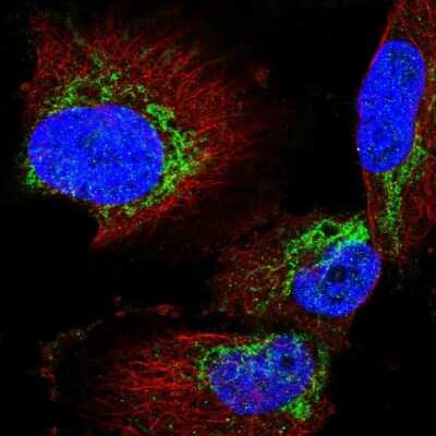 Immunocytochemistry/ Immunofluorescence Acylglycerol Kinase Antibody - BSA Free