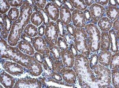 Immunohistochemistry-Paraffin: Acylglycerol Kinase Antibody [NBP1-32163] - Acylglycerol kinase antibody detects Acylglycerol kinase protein at mitochondria on mouse kidney by immunohistochemical analysis. Sample: Paraffin-embedded mouse kidney. Acylglycerol kinase antibody diluted at 1:500.