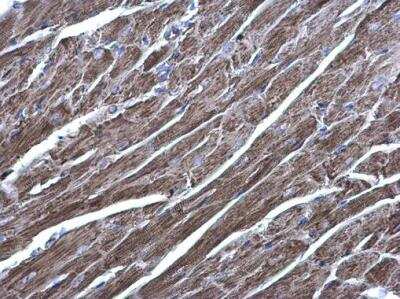 Immunohistochemistry-Paraffin: Acylglycerol Kinase Antibody [NBP1-32163] - Acylglycerol kinase antibody detects Acylglycerol kinase protein at cytoplasm on mouse heart by immunohistochemical analysis. Sample: Paraffin-embedded mouse heart. Acylglycerol kinase antibody diluted at 1:500.