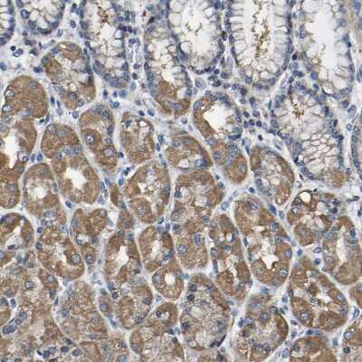Immunohistochemistry-Paraffin: Acylglycerol Kinase Antibody [NBP1-83825] - Staining of human stomach shows moderate cytoplasmic positivity in glandular cells.