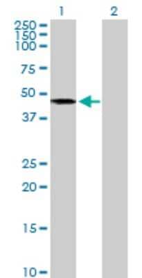 Western Blot: Acylglycerol Kinase Antibody [H00055750-B01P] - Analysis of AGK expression in transfected 293T cell line by AGK polyclonal antibody.  Lane 1: MULK transfected lysate(46.42 KDa). Lane 2: Non-transfected lysate.