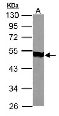 Western Blot: Acylglycerol Kinase Antibody [NBP1-32163] - 50 ug mouse heart lysate/extract 10 % SDS-PAGE gel, antibody dilution 1:1000.