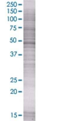 Western Blot: Acylglycerol Kinase Overexpression Lysate [H00055750-T01] - AGK transfected lysate.