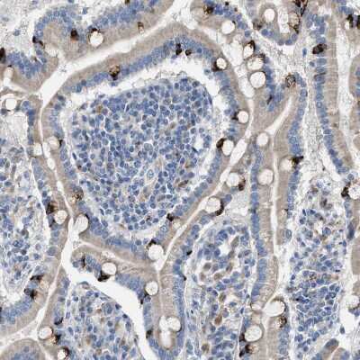 Immunohistochemistry-Paraffin: Acyloxyacyl Hydrolase Antibody [NBP2-33892] - Staining of human duodenum shows strong cytoplasmic positivity in goblet cells.