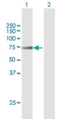 Western Blot: Acyloxyacyl Hydrolase Antibody [H00000313-B01P] - Analysis of AOAH expression in transfected 293T cell line by AOAH polyclonal antibody.  Lane 1: AOAH transfected lysate(63.25 KDa). Lane 2: Non-transfected lysate.
