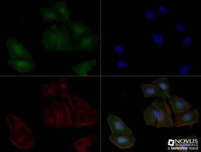 Immunocytochemistry/Immunofluorescence: Adenosine A2aR Antibody (7F6-G5-A2) - Azide and BSA Free [NBP2-80562] - HeLa cells were fixed for 10 minutes using 10% formalin and then permeabilized for 5 minutes using 1X TBS + 0.5% Triton X-100. The cells were incubated with anti-Adenosine A2a R (7F6-G5-A2), NBP1-39474, at a 1:50 dilution overnight at 4C and detected with an anti-mouse Dylight 488 (Green) at a 1:500 dilution. Actin was detected with Phalloidin 568 (Red) at a 1:200 dilution. Nuclei were counterstained with DAPI (Blue). Cells were imaged using a 40X objective. Image from the standard format of this antibody.