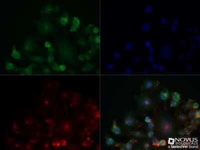 Immunocytochemistry/Immunofluorescence: Adenosine A2aR Antibody (7F6-G5-A2) - Azide and BSA Free [NBP2-80562] - Neuro2a cells were fixed for 10 minutes using 10% formalin and then permeabilized for 5 minutes using 1X TBS + 0.5% Triton X-100. The cells were incubated with anti-Adenosine A2a R (7F6-G5-A2), NBP1-39474, at a 1:50 dilution overnight at 4C and detected with an anti-mouse Dylight 488 (Green) at a 1:500 dilution. Actin was detected with Phalloidin 568 (Red) at a 1:200 dilution. Nuclei were counterstained with DAPI (Blue). Cells were imaged using a 40X objective. Image from the standard format of this antibody.