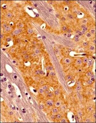 Immunohistochemistry-Paraffin: Adenosine A2aR Antibody (7F6-G5-A2) - Azide and BSA Free [NBP2-80562] - Analysis of a FFPE tissue section of mouse brain using Adenosine A2a R antibody (clone 7F6-G5-A2) at 1:100 dilution. The antibody generated nice membranous / punctate staining of Adenosine A2a receptors. Image from the standard format of this antibody.