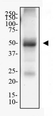 Western Blot: Adenosine A2aR Antibody (7F6-G5-A2) - Azide and BSA Free [NBP2-80562] - Total protein from mouse brain was separated on a 12% gel by SDS-PAGE, transferred to PVDF membrane and blocked in 5% non-fat milk in TBST. The membrane was probed with 1.0 ug/mL anti-Adenosine A2a R (7F6-G5-A2) in 1% milk, and detected with an anti-mouse HRP secondary antibody using chemiluminescence. Image from the standard format of this antibody.