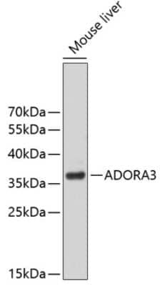 Western Blot: Adenosine A3 R Antibody [NBP3-03829] - Analysis of extracts of mouse liver, using Adenosine A3 R antibody . Secondary antibody: HRP Goat Anti-Rabbit IgG (H+L) at 1:10000 dilution. Lysates/proteins: 25ug per lane. Blocking buffer: 3% nonfat dry milk in TBST.