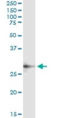 Immunoprecipitation: Adenosine Deaminase 2/CECR1 Antibody (3D11) [H00051816-M01] - Analysis of CECR1 transfected lysate using anti-CECR1 monoclonal antibody and Protein A Magnetic Bead, and immunoblotted with CECR1 MaxPab rabbit polyclonal antibody.