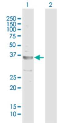 Western Blot: Adenosine Deaminase 2/CECR1 Antibody [H00051816-B01P] - Analysis of CECR1 expression in transfected 293T cell line by CECR1 polyclonal antibody.  Lane 1: CECR1 transfected lysate(29.7 KDa). Lane 2: Non-transfected lysate.