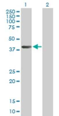 Western Blot: Adenosylhomocysteinase/AHCY Antibody [H00000191-B01P] - Analysis of AHCY expression in transfected 293T cell line by AHCY polyclonal antibody.  Lane 1: AHCY transfected lysate(47.52 KDa). Lane 2: Non-transfected lysate.