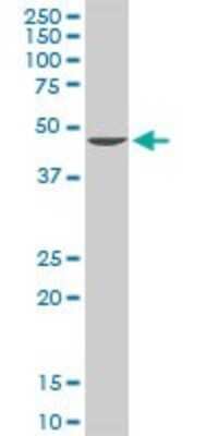 Western Blot: Adenosylhomocysteinase/AHCY Antibody [H00000191-D01P] - Analysis of AHCY expression in HeLa.