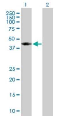 Western Blot: Adenosylhomocysteinase/AHCY Antibody [H00000191-D01P] - Analysis of AHCY expression in transfected 293T cell line by AHCY polyclonal antibody.Lane 1: AHCY transfected lysate(47.70 KDa).Lane 2: Non-transfected lysate.