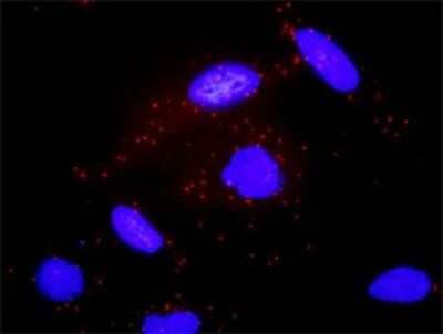 Proximity Ligation Assay: Adenylate Cyclase 2 Antibody (1D4) [H00000108-M01] - Analysis of protein-protein interactions between GNAS and ADCY2. HeLa cells were stained with anti-GNAS rabbit purified polyclonal 1:1200 and anti-ADCY2 mouse monoclonal antibody 1:50. Each red dot represents the detection of protein-protein interaction complex, and nuclei were counterstained with DAPI (blue).