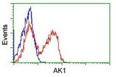 Flow Cytometry: Adenylate Kinase 1 Antibody (4A1) [NBP1-47655] - HEK293T cells transfected with either overexpression plasmid (Red) or empty vector control plasmid (Blue) were immunostained by anti-Adenylate Kinase 1 antibody, and then analyzed by flow cytometry.