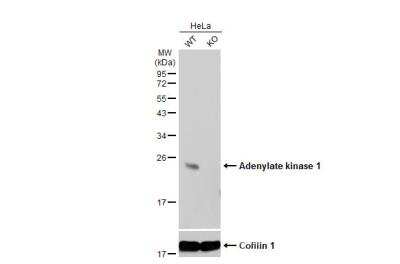 Western Blot Adenylate Kinase 1 Antibody