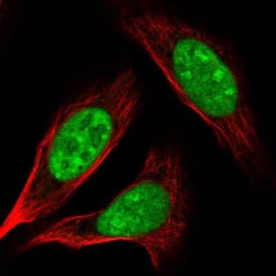Immunocytochemistry/Immunofluorescence: Adenylate Kinase 6 Antibody [NBP2-56093] - Staining of human cell line U-2 OS shows localization to nucleoplasm.