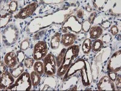 Immunohistochemistry: Adenylosuccinate Lyase Antibody (OTI2D10) - Azide and BSA Free [NBP2-70101] - Staining of paraffin-embedded Human Kidney tissue using anti-Adenylosuccinate Lyase mouse monoclonal antibody.