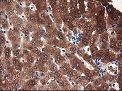 Immunohistochemistry: Adenylosuccinate Lyase Antibody (OTI2D10) - Azide and BSA Free [NBP2-70101] - Staining of paraffin-embedded Human liver tissue using anti-Adenylosuccinate Lyase mouse monoclonal antibody.