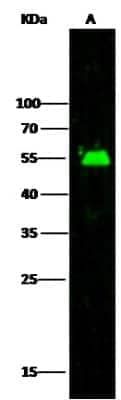 Western Blot: Adenylosuccinate Lyase Antibody [NBP2-99767] - Anti-Adenylosuccinate Lyase rabbit polyclonal antibody at 1:500 dilution. Lane A: HepG2 Whole Cell Lysate. Lysates/proteins at 30 ug per lane. Secondary Goat Anti-Rabbit IgG H&L (Dylight 800) at 1/10000 dilution. Developed using the Odyssey technique. Performed under reducing conditions. Predicted band size: 55 kDa. Observed band size: 55 kDa